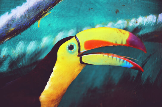 Closeup portrait of a colorful and exotic toucan bird against blue background