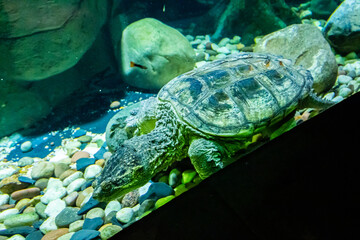 Closeup of a Pond slider in the aquarium