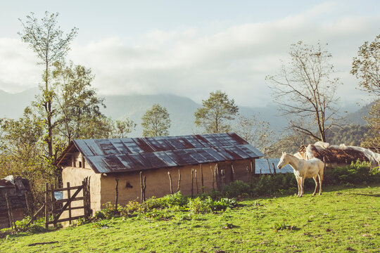 White Farm Horse