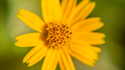 Close up macro of flower in the morning time park outdoor