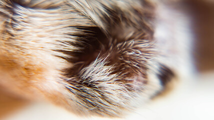 Close up macro filter of dog ear