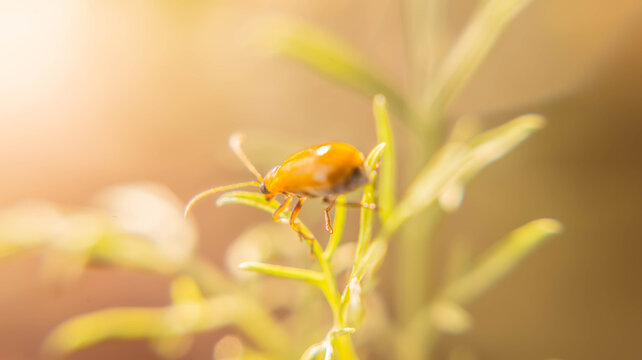 Mering Insect รูปภาพMoring= – เลือกดูภาพถ่ายสต็อก เวกเตอร์ และวิดีโอ897,989 | Adobe Stock