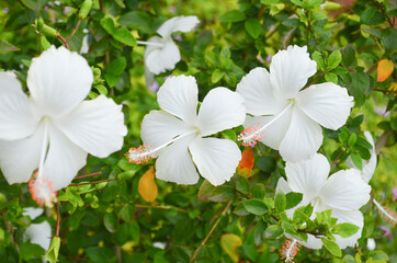 Rare white hibiscus flowers in the garden