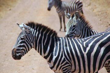 Fototapeta na wymiar Zebra on the street