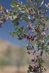 Purple raceme inflorescences bloom on Desert Ironwood, Olneya Tesota, Fabaceae, native hermaphroditic tree in Joshua Tree National Park, Colorado Desert, Springtime.