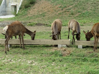 horses grazing in a meadow