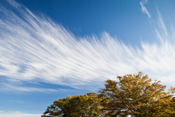 秋の青空と白い雲
