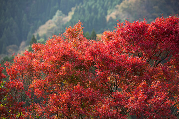 山の紅葉 高千穂峡の山々