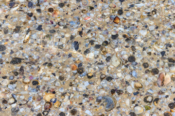 Background of the sea shells