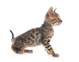 bengal kitten in studio