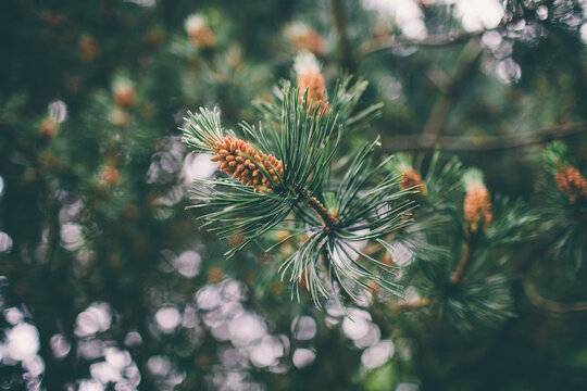 Pinecones on branch
