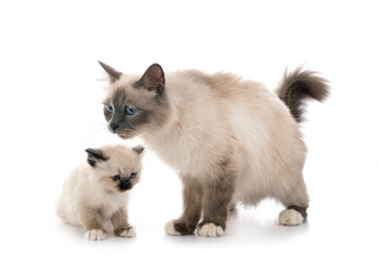 birman kitten and mother