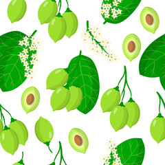 Vector cartoon seamless pattern with Terminalia or Kakadu plum exotic fruits, flowers and leafs on white background