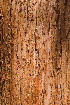 Sugi (Japanese cedar) bark