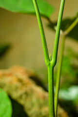 Obraz premium The top of the new Broken bone is usually very small.