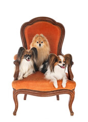 Fototapeta na wymiar little dogs on chair