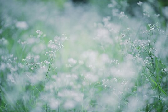 White Flowers Bloom In A Garden