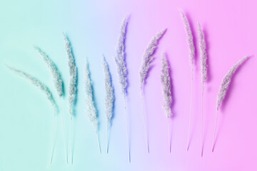 floral composition of dry grass on a gradient background. flat lay, top view