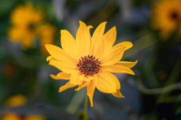 Top view of Heliopsis blossom in autumn