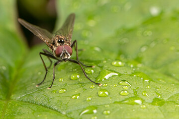 Close up of a fly on a rain drop covered green leaf with a ball shaped rain drop bubble balancing on its back.