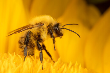 A side view of a bee inside a yellow sunflower plant