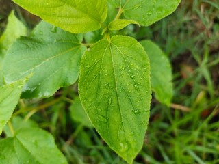 green leaf with dew drops