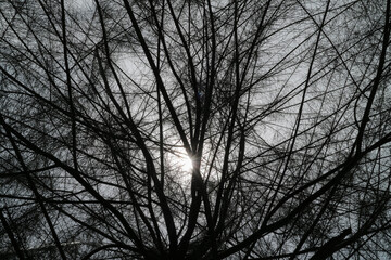 Sunlight glittering on the spruce branches