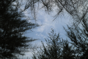 trees in the sky