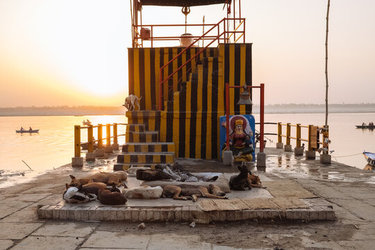 Pack of Steet Dogs sleeping around a Temple fire on the Ganges River, Varanasi INDIA