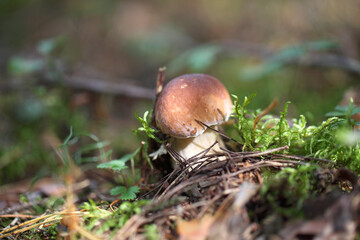 Borovik grows on a background of green moss. A white mushroom stands in the forest.