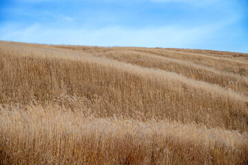 Brown grasss field and blue sky.