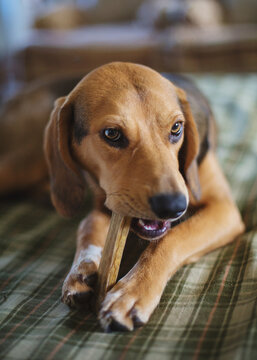 Young bloodhound dog eats her bone