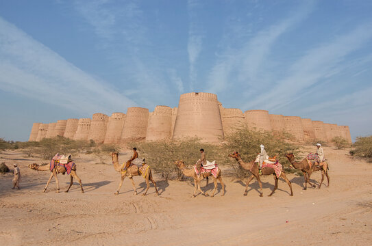 Camel Caravan in Cholistan desert !