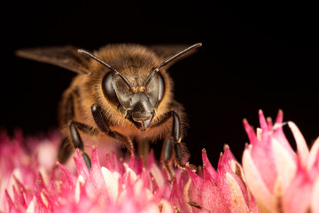 Close up of bee on a pink plant with face in focus.
