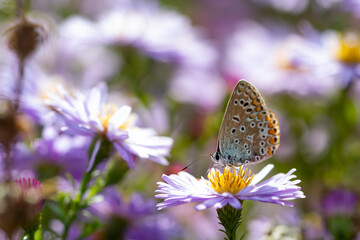 Aster flower with butterfly. Beautiful nature summer background. (Symphyotrichum novi-belgii) (Pararge aegeria)