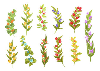 Decorative berry branches, forest berries isolated on white background. Vector set