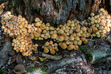 Hypholoma wild mushrooms growing on tree in the autumn forest.