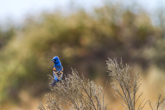Blue Grosbeak