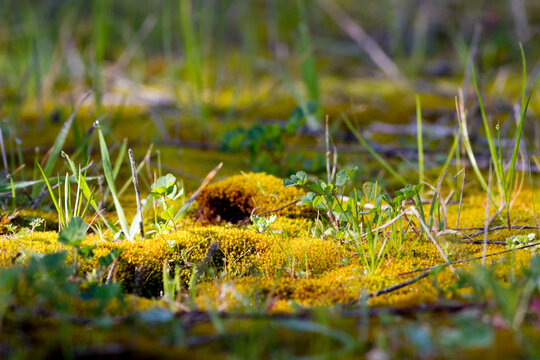 Signs of Spring in Marin