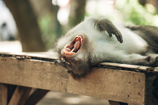 Monkey on the Monkey forest, Ubud. Bali.
