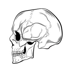 Black human skull on a white background, side view. Hand drawing, tattoo sketch, print
