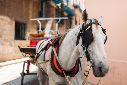 White horse in harness waiting