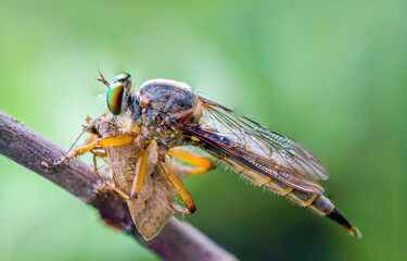 Dragonflies are hunting prey in nature.