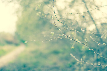 Detail of the first flowers of spring