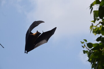 A bats (Indian flying fox) flying in the sky in a forest