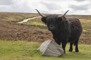 Black Highland Cattle cow stood next to a rock with Exmoor moorland in the background.