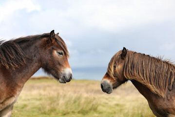 View of two Exmoor ponies facing towards each other with just the heads visible with out of focus...