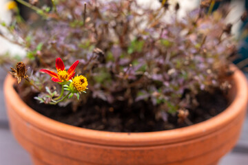 Verblühte BLumen im Topf