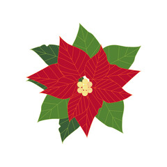 Vector illustration of a flower poinsettia
