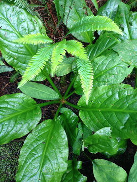 Skunk cabbage and lady ferns in temperate rainforest understory